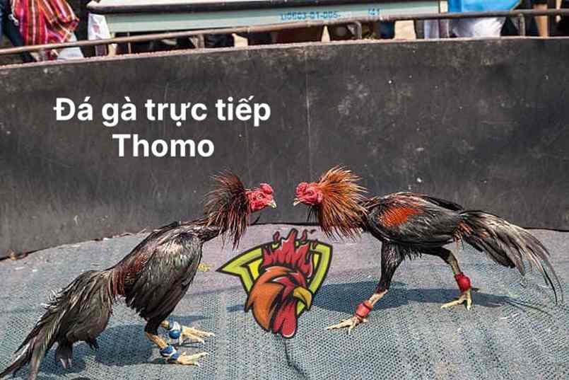Đá gà trực tiếp Thomo được hiểu về bản chất là gì?